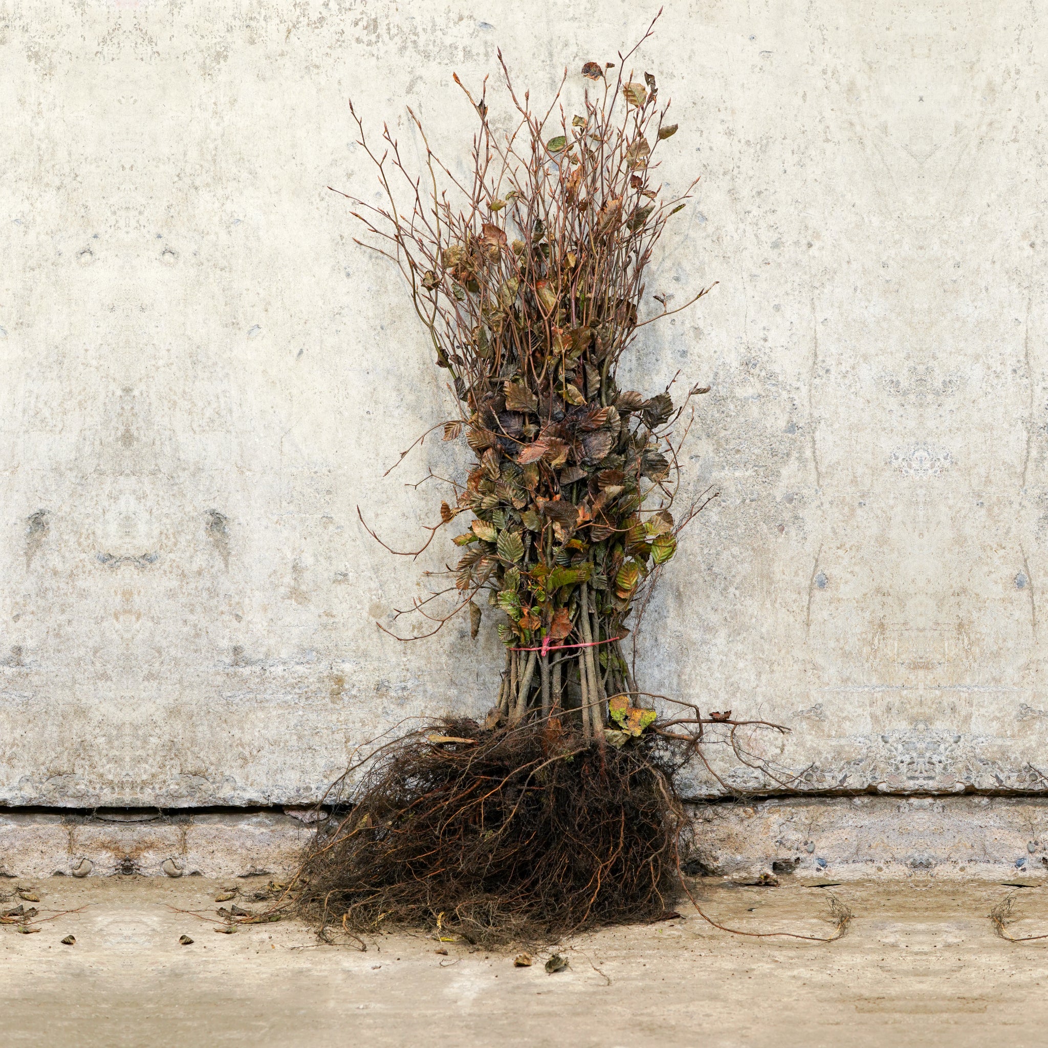 Purple Copper Beech 60-80cm bare root