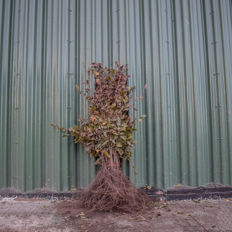 Fagus sylvatica 'Atropunicea' (Purple/Copper Beech) 60/80cm bare root.