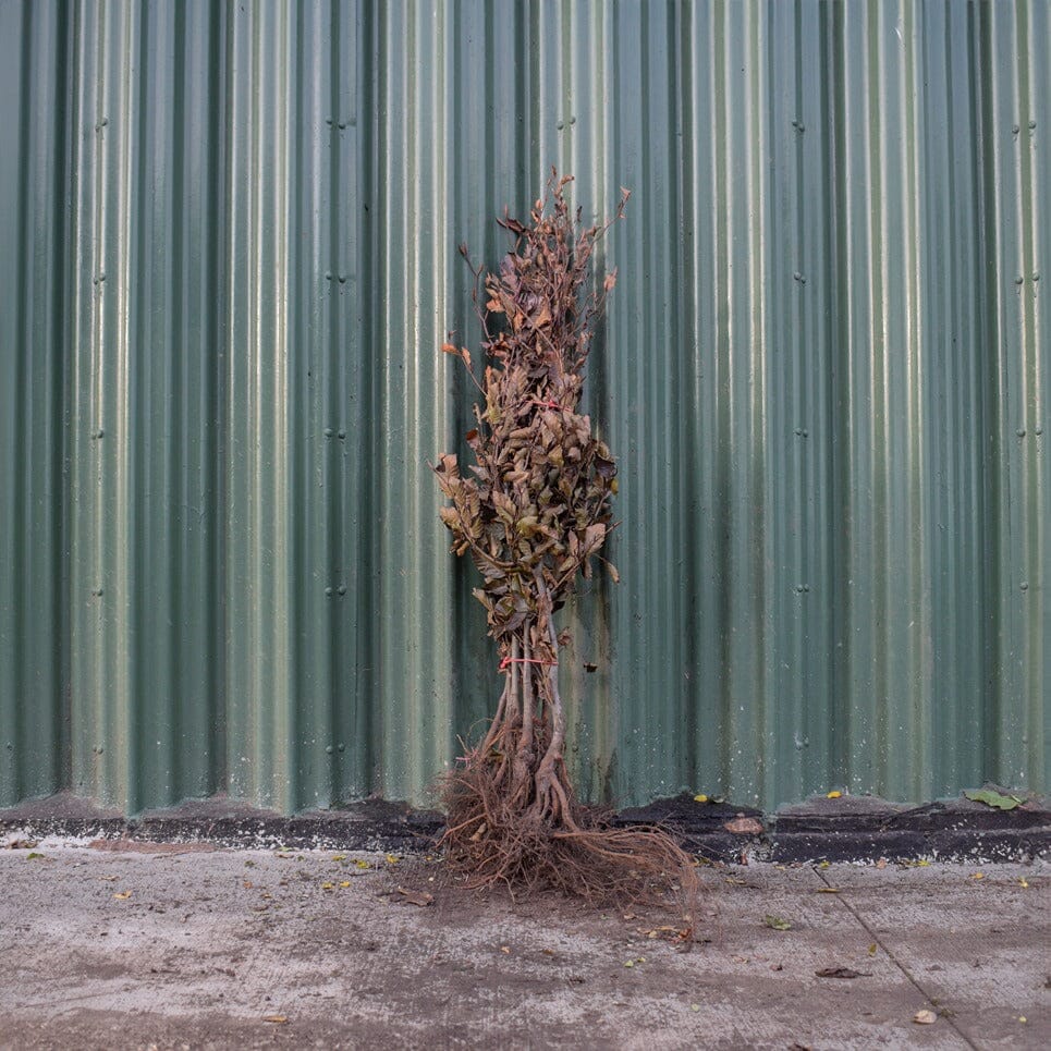 Fagus sylvatica 'Atropunicea' (Purple/Copper Beech) 80/100cm bare root.