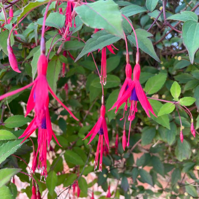 Fuchsia magellanica 'Riccartonii' 3L pot grown hardy flowering shrub.