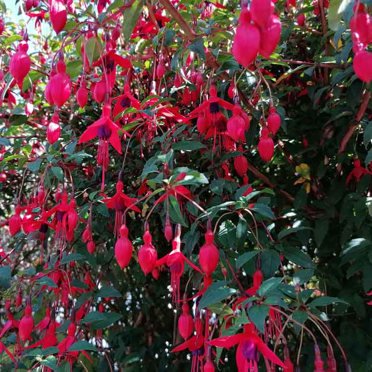 Fuchsia magellanica 'Riccartonii' 3L pot grown hardy flowering shrub.