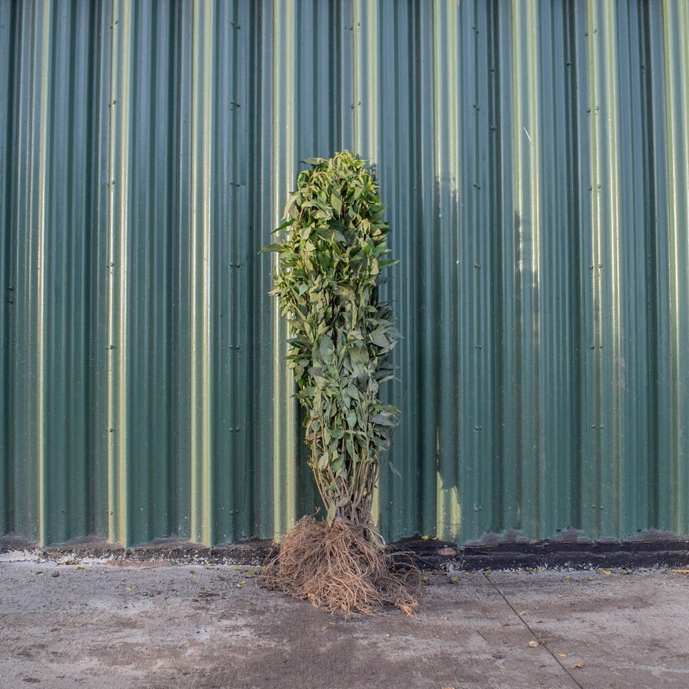 Forsythia x intermedia (Golden Bell) 40-60cm bare root shrub.