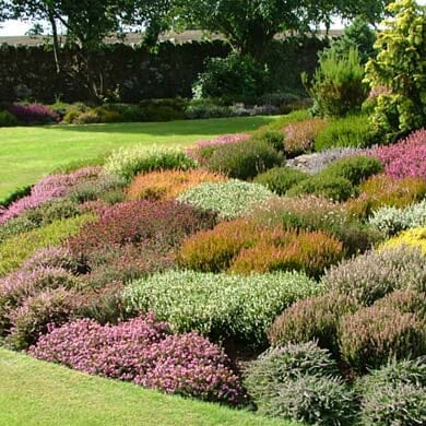 Calluna vulgaris (Heather) 9cm pot grown mixed colour plant.