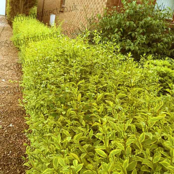 Ligustrum ovalifolium 'Aureum' (Golden Privet) 40-60cm pot grown hedge plant.