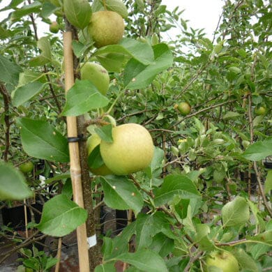Malus domestica 'Golden Delicious' pot grown patio apple tree self-fertile.