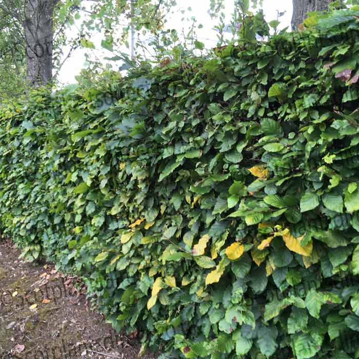 Green beech pot grown hedging