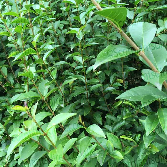 Ligustrum ovalifolium (Green Privet) 100/125cm bare root hedge plant.
