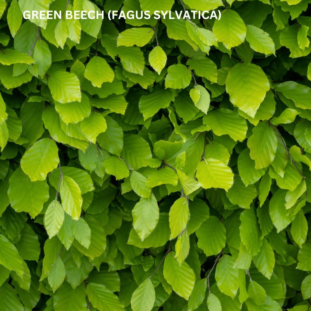 Fagus sylvatica (Beech) 10 metre pot grown hedging mix.