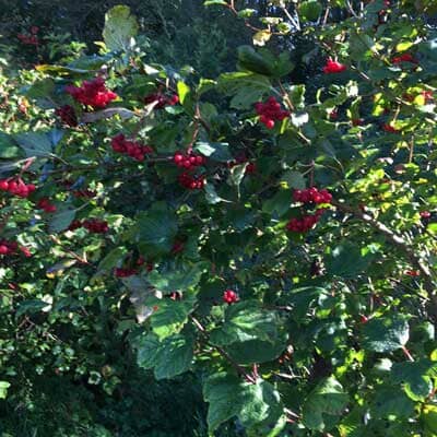 Viburnum opulus (Guelder Rose) 100/125cm bare root wildlife shrub.