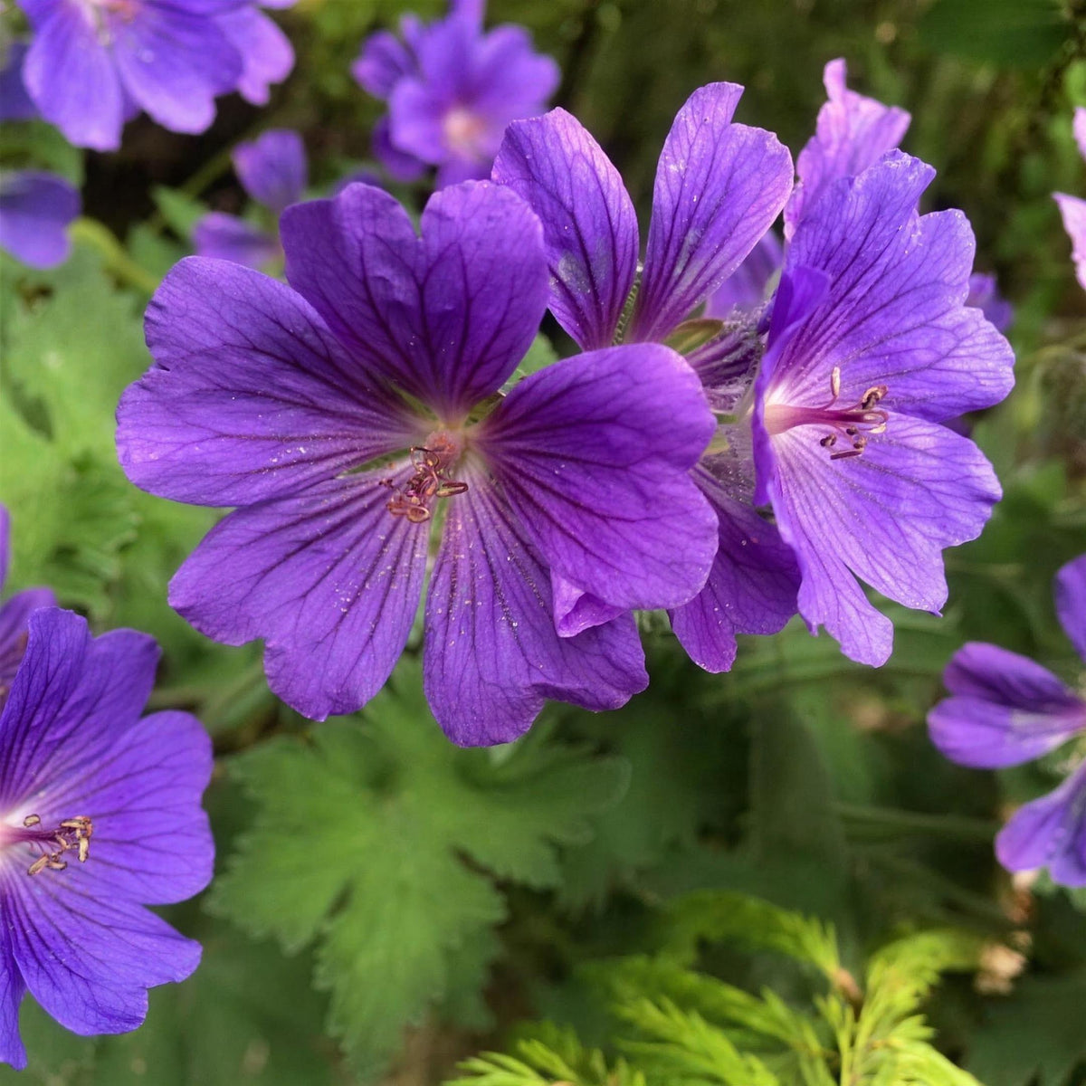 Geranium 'Magnificum' perennial plant pot grown.