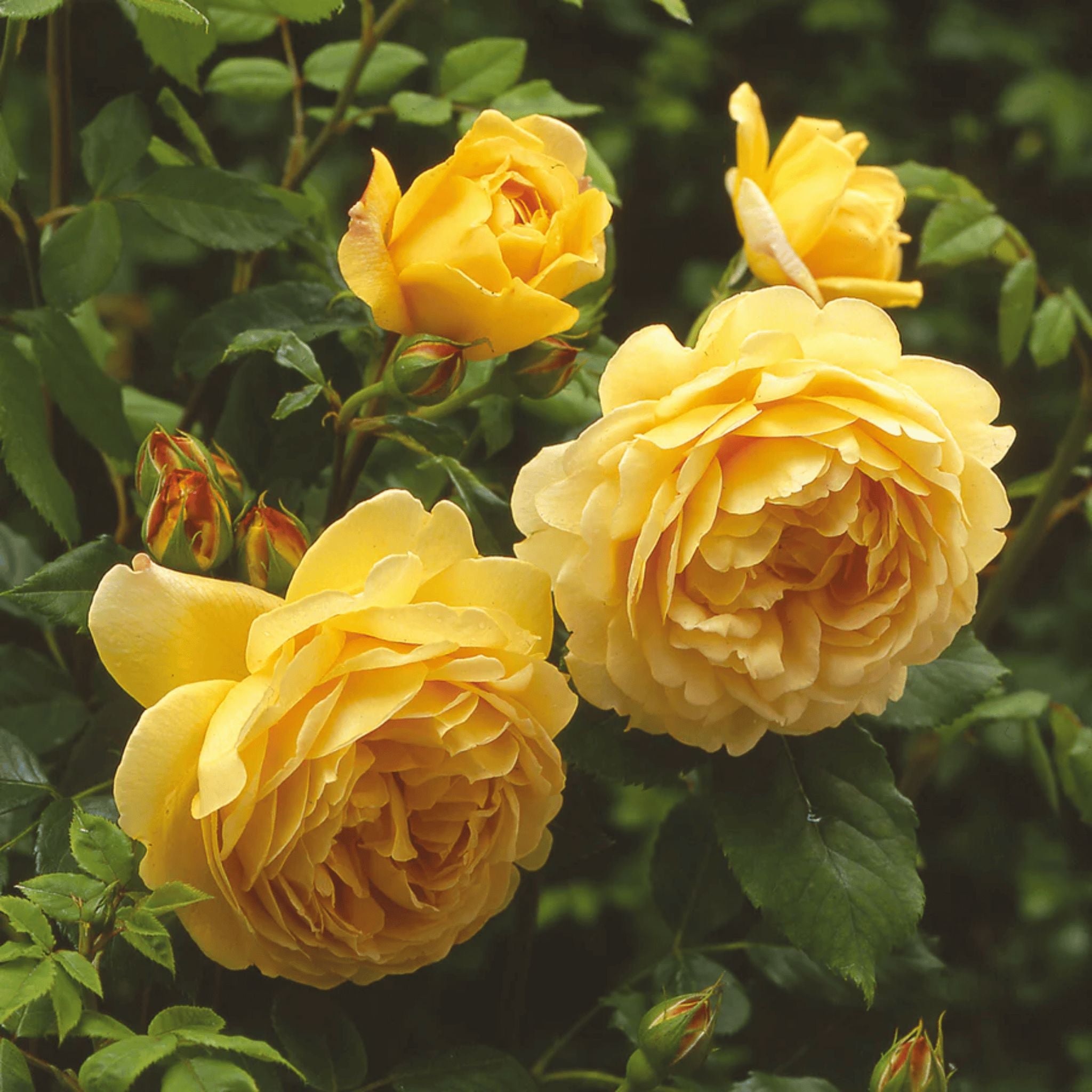 Rosa ‘Golden Celebration’ pot grown shrub rose.