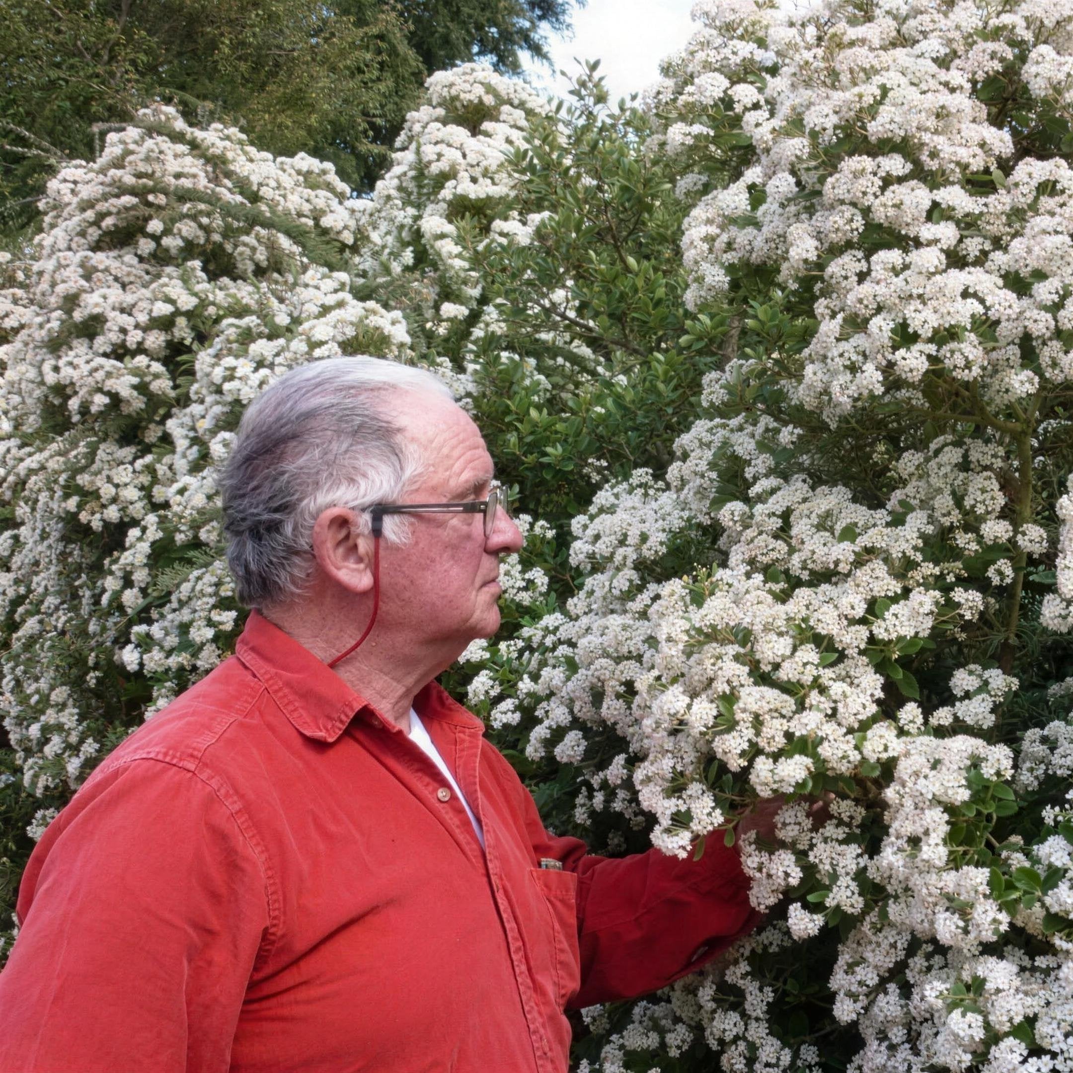 Olearia x haastii (Daisy Bush) evergreen hedge pot grown plant.