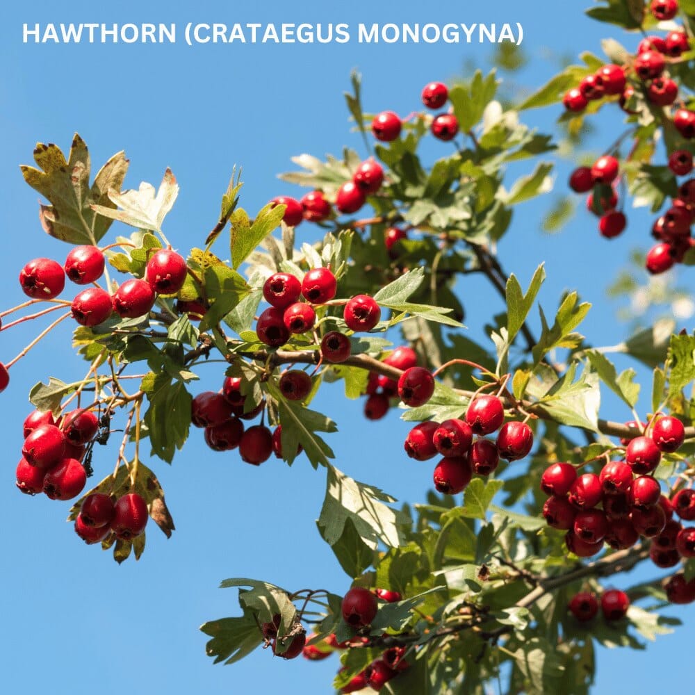 Crataegus monogyna (hawthorn) 10m pot grown hedge plant.