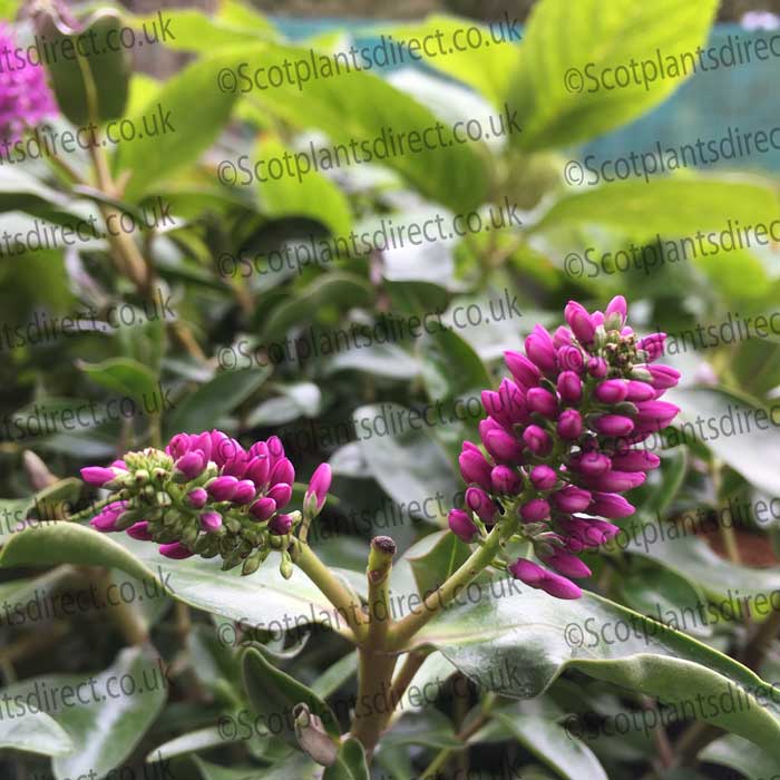 Hebe 'Paula' 2L pot grown evergreen shrub.