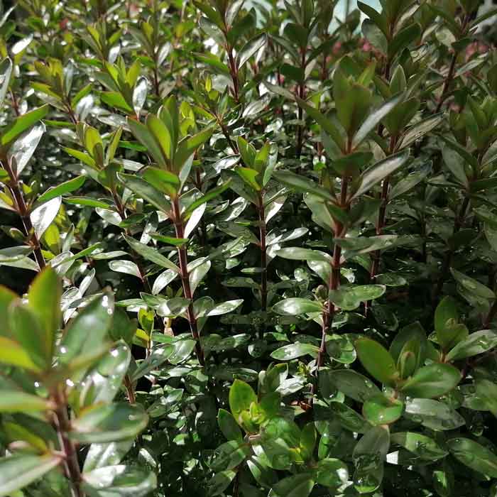 Hebe 'Purple Pixie' 2L pot evergreen shrub.