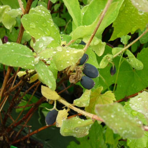 Lonicera caerulea 'Singolaska' & 'Wojtek' (Honeyberry) pot grown fruiting plant.