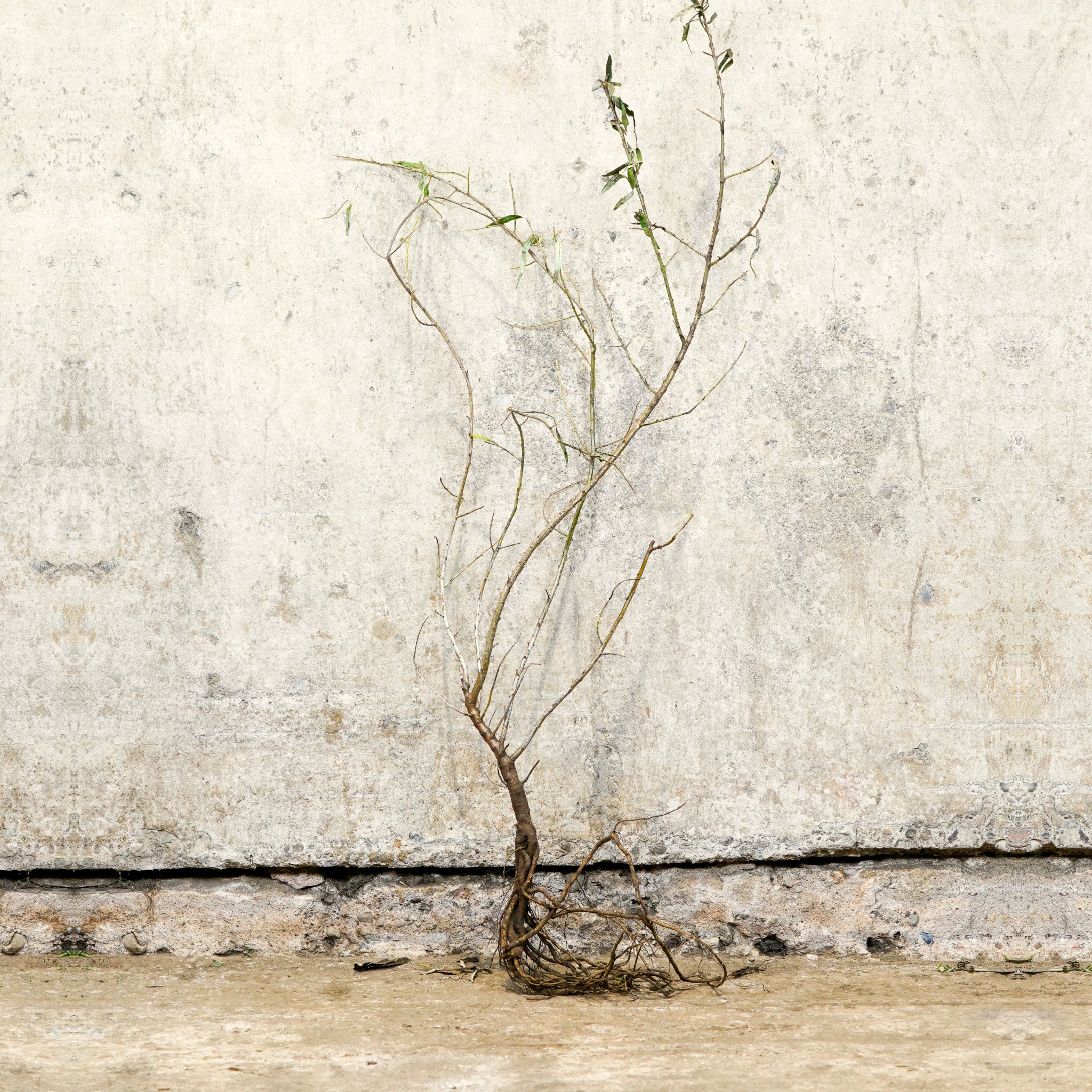 Sea Buckthorn bare root hedging 40-60cm