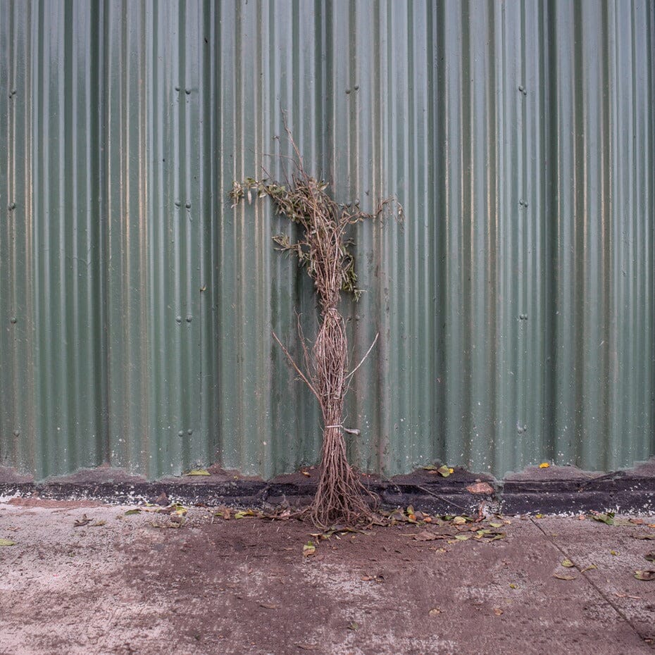 Hippophae rhamnoides (Sea Buckthorn) 40-60cm bare root hedging plant.