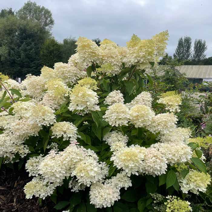 Hydrangea paniculata 'Grandiflora' large deciduous shrub pot grown white flower clusters.