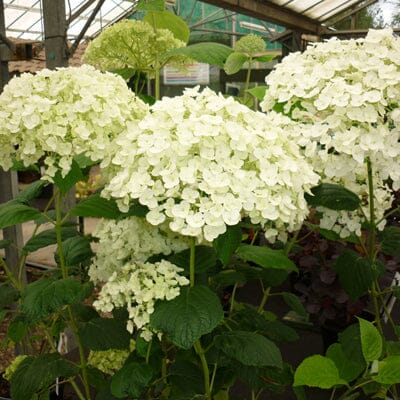 Hydrangea arborescens 'Incrediball' large white-flowered hydrangea pot grown.