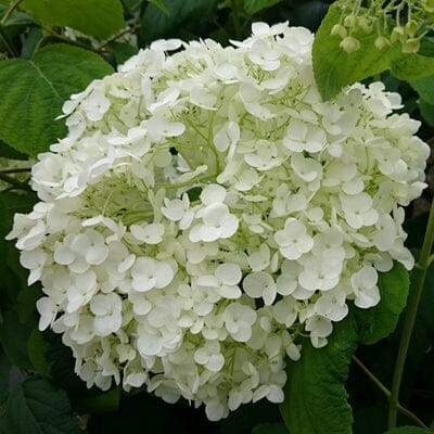 Hydrangea arborescens 'Incrediball' large blooms pot grown flowering shrub.