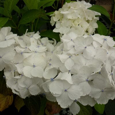 Hydrangea macrophylla 'Mme Mouilliere' pot grown deciduous shrub.