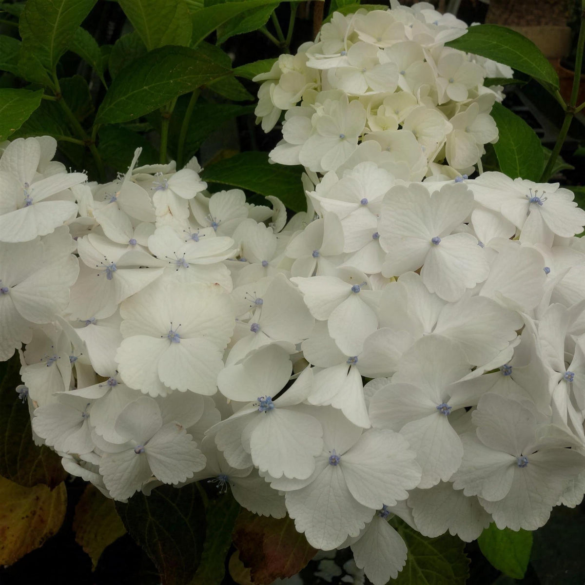 Hydrangea macrophylla 'Mme Mouilliere' pot grown deciduous shrub.