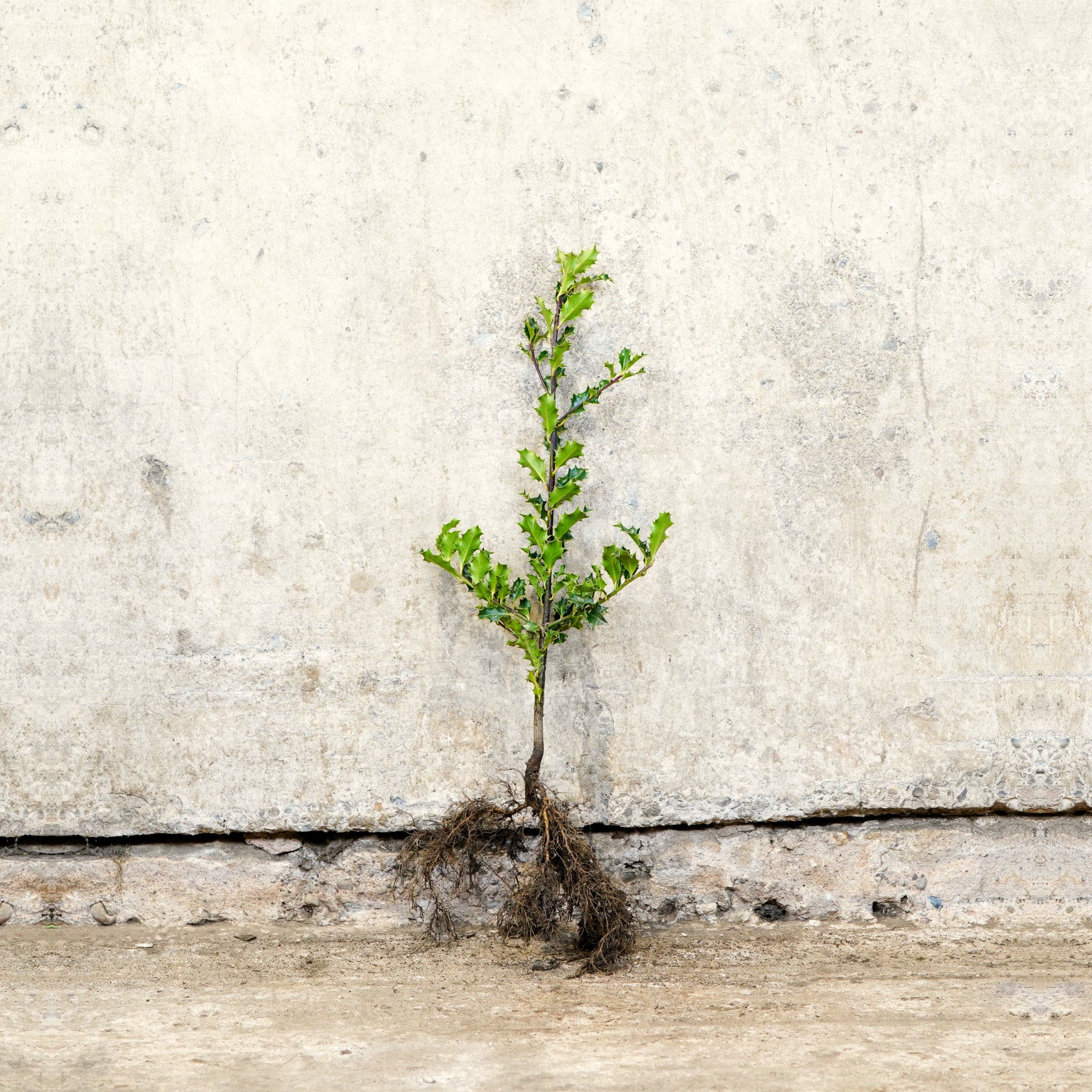 Common Holly hedge plants bare root