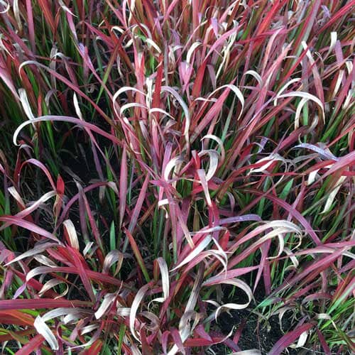 Imperata cylindrica 'Red Baron' 30cm ornamental grass pot grown.