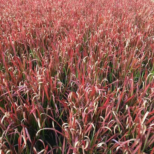 Imperata cylindrica 'Red Baron' 30cm ornamental grass pot grown.