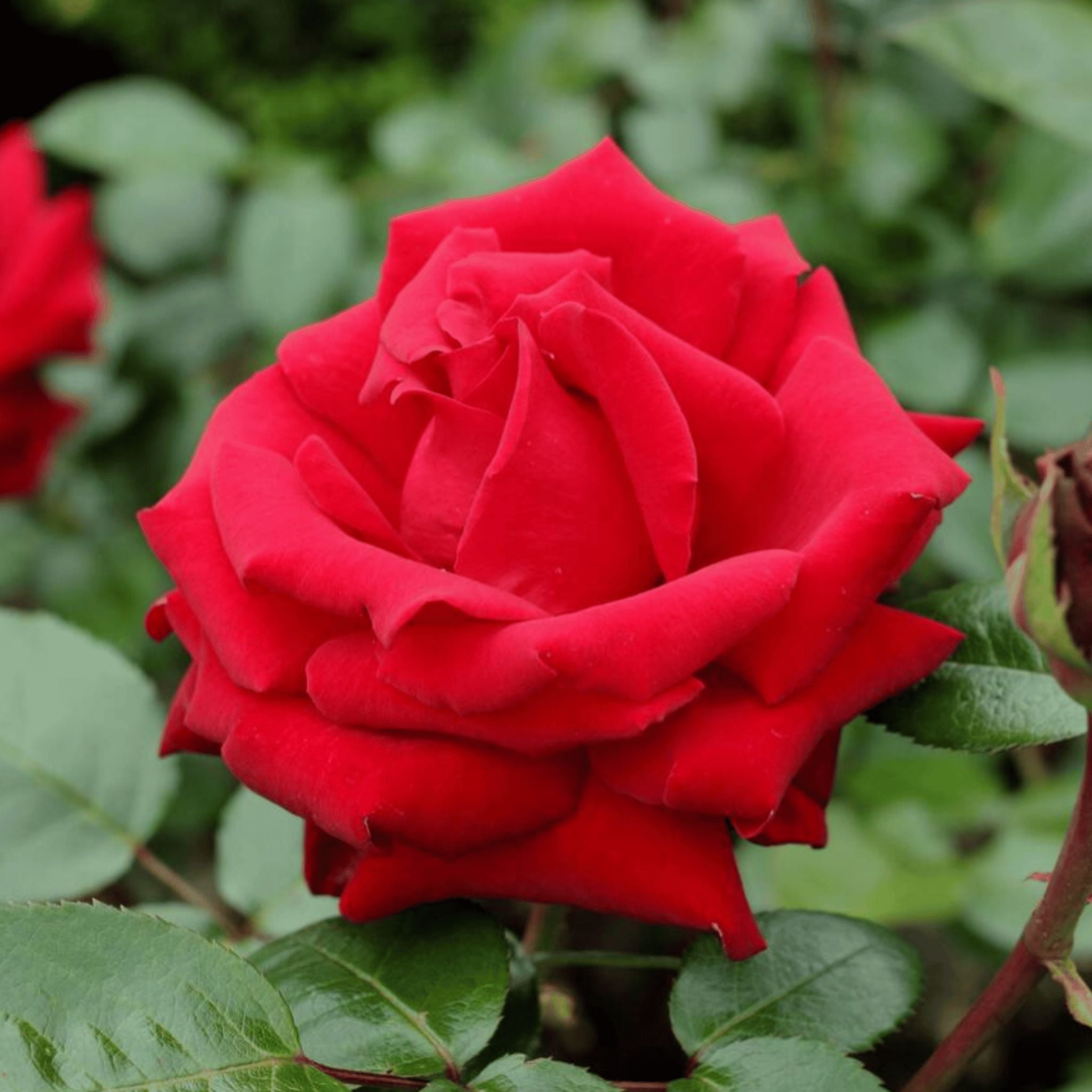 Rosa 'Ingrid Bergman' pot grown rose.