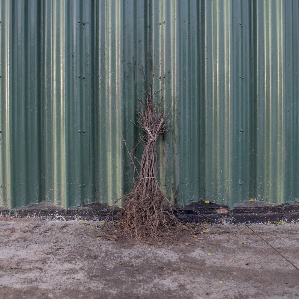 Amelanchier canadensis (Juneberry) 40-60cm bare root hedging.