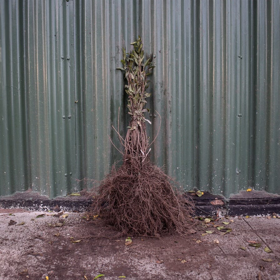 Ligustrum ovalifolium (green privet) 40/60cm bare root plant.