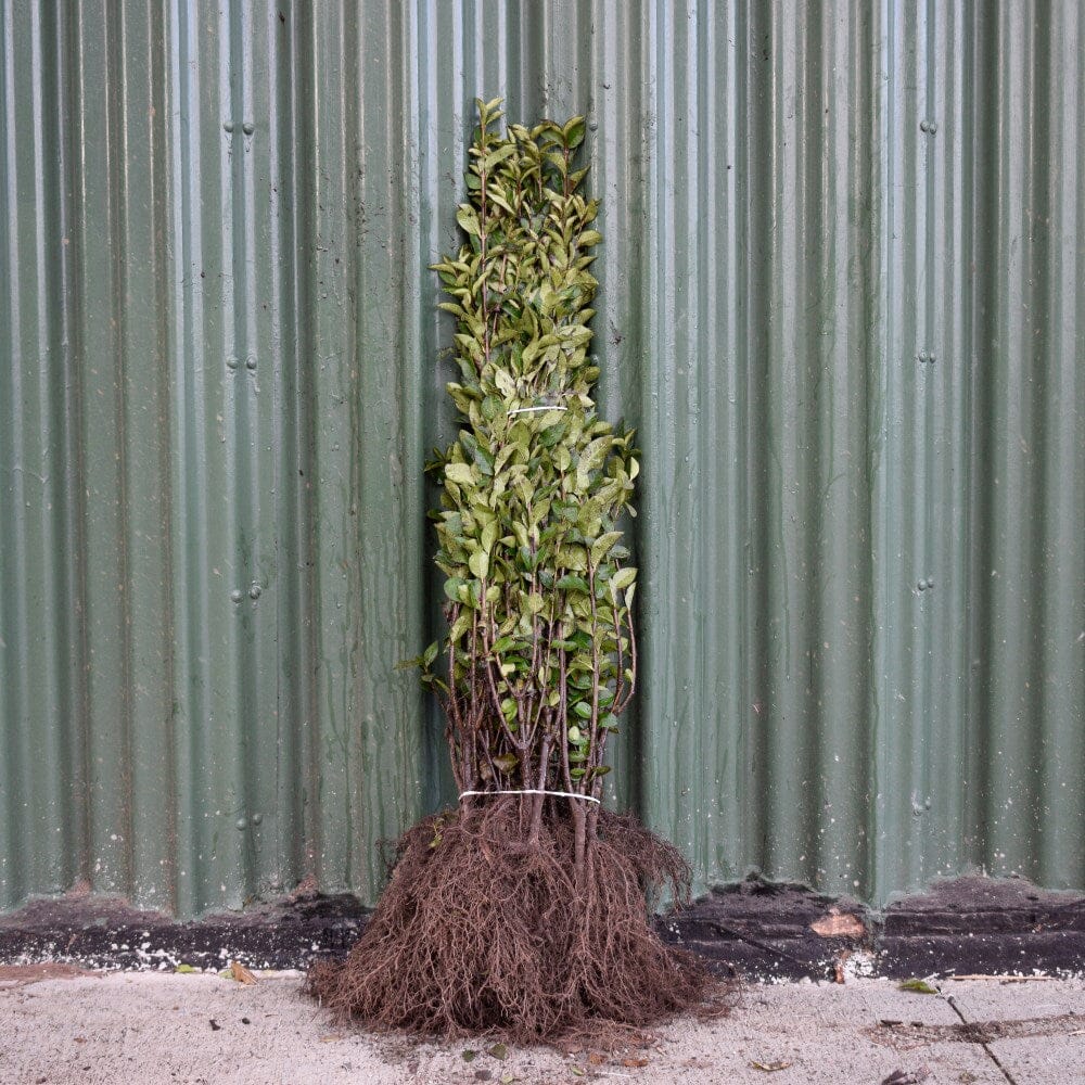 Ligustrum ovalifolium (Green Privet) 60/80cm bare root hedging plants.