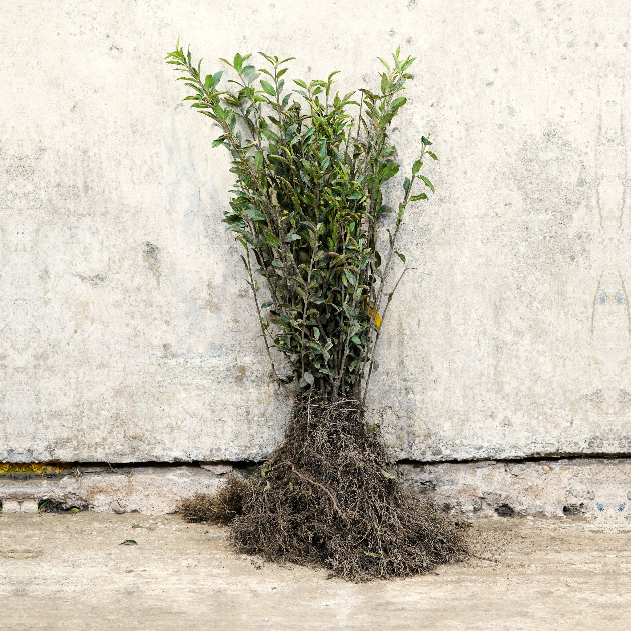 Wild Privet 40-60cm bare root hedge