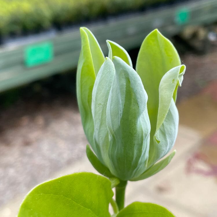 Magnolia acuminata 'Blue Baby' pot grown compact magnolia tree.