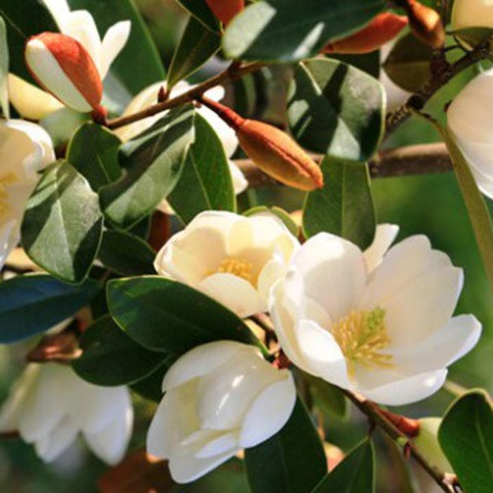 Magnolia 'Fairy Cream' pot grown compact magnolia shrub.