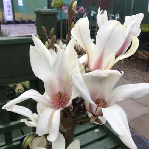 Magnolia denudata 'Sunrise' pot grown compact shrub.