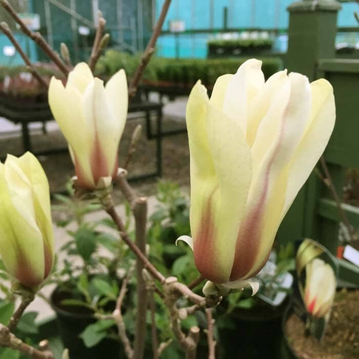 Magnolia denudata 'Sunrise' pot grown shrub.