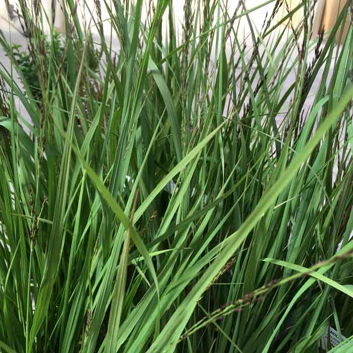 Molinia caerulea 'Purple Fontane' pot grown ornamental grass.