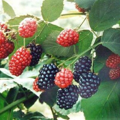 Morus nigra (Black Mulberry) pot grown bush self-fertile fruiting plant.