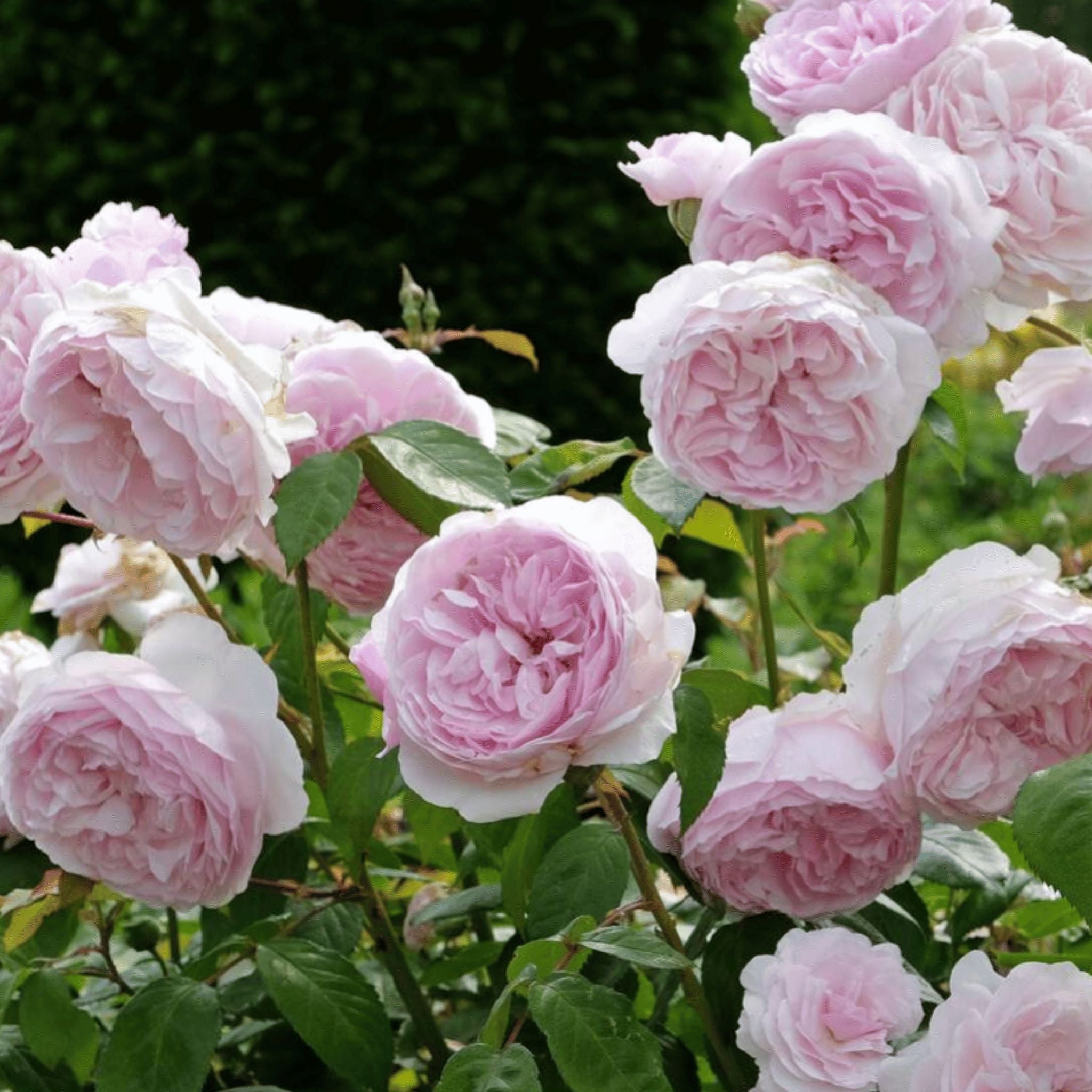 Rosa ‘Olivia Rose Austin’ pot grown shrub rose.