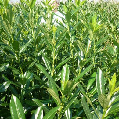 Prunus laurocerasus (Cherry Laurel) 60-90cm bare root evergreen hedge plant.