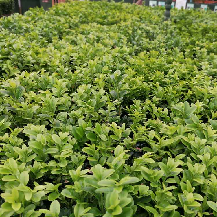 Buxus sempervirens (box) 15–25cm pot grown hedge plant.