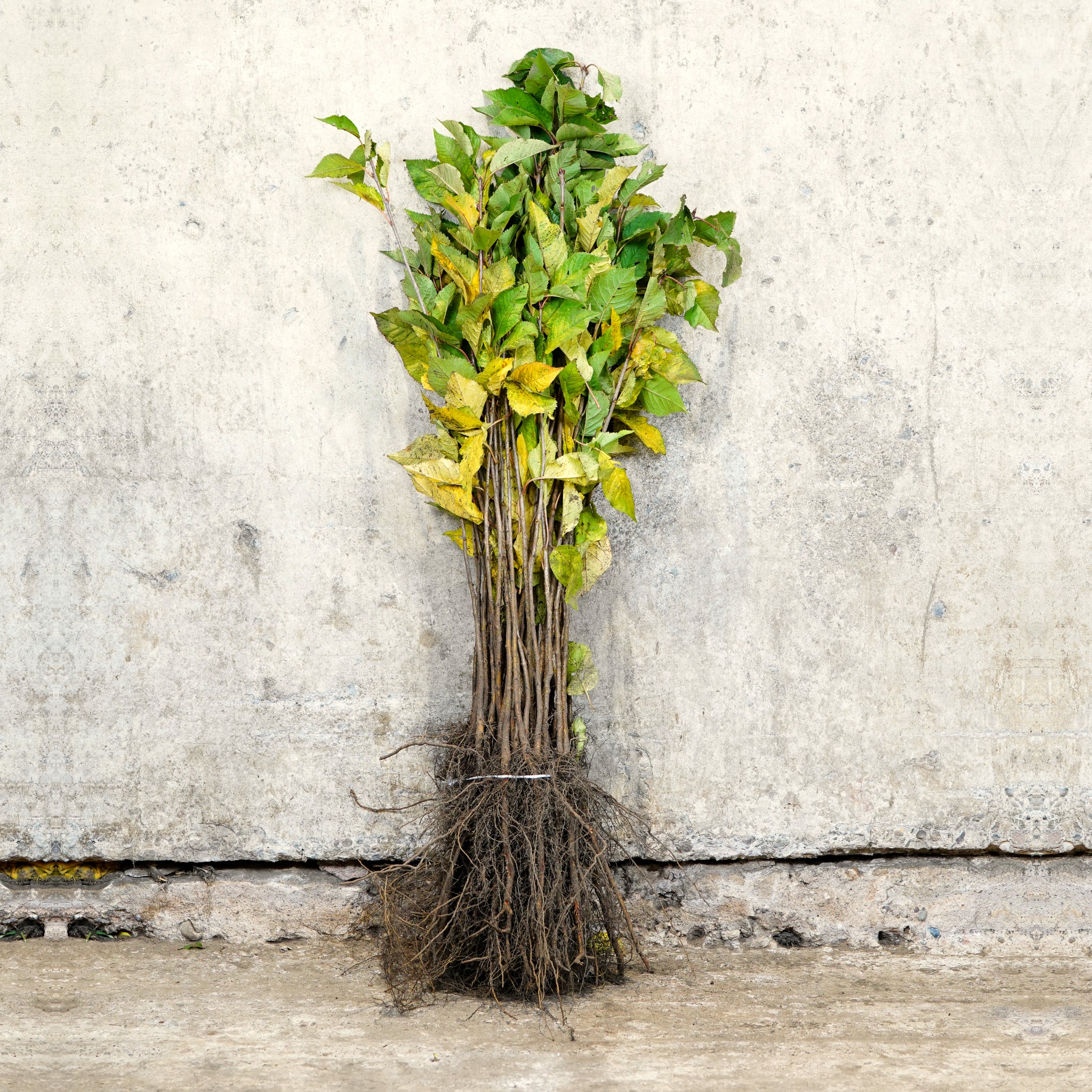 Wild Cherry bare root hedging 40-60cm