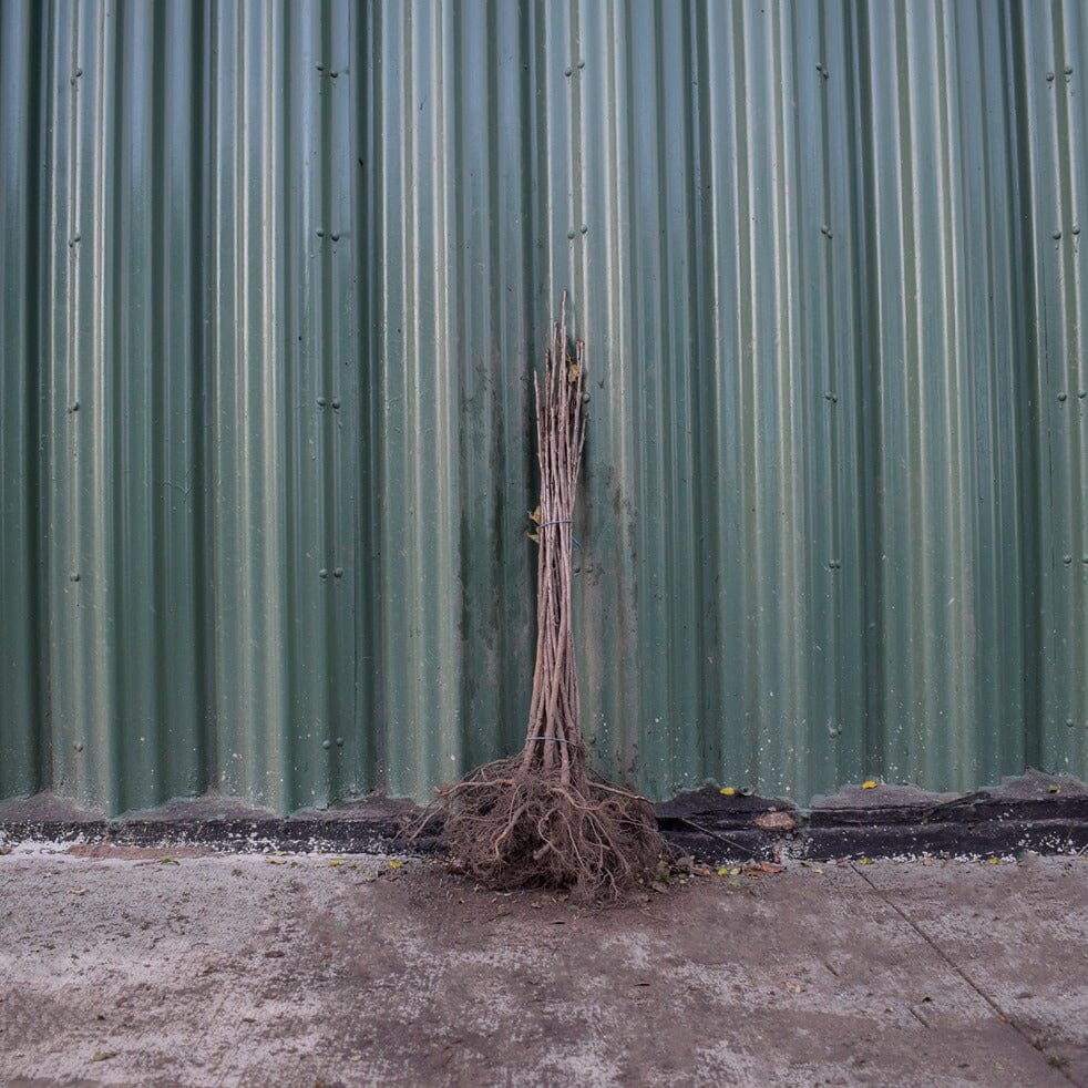 Prunus avium (Wild Cherry) 60-80cm bare root hedge plants.