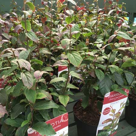 Parrotia persica 'Spire' (Persian Ironwood) 40-60cm pot grown plant.
