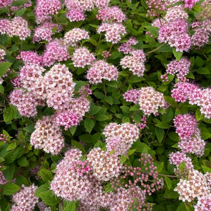 Spiraea japonica 'Little Princess' pot grown deciduous shrub.