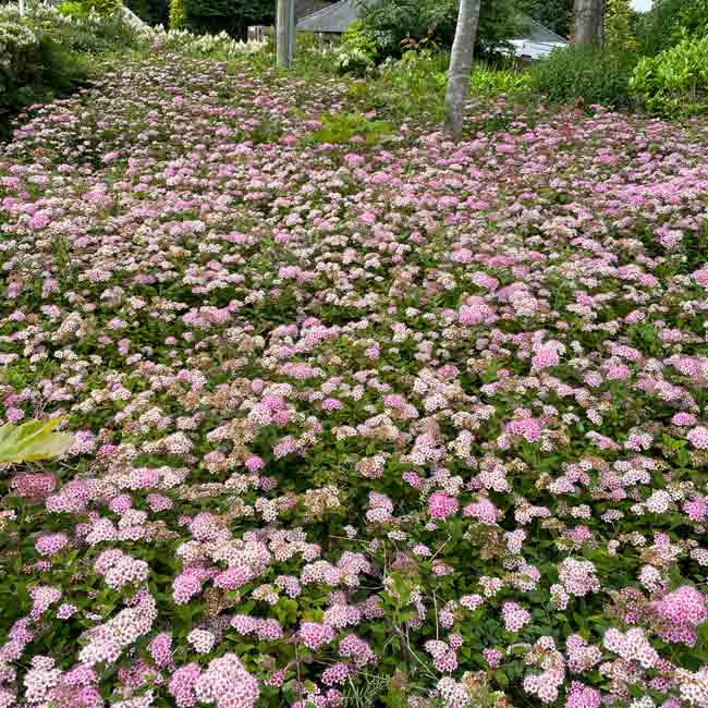 Spiraea japonica 'Little Princess' deciduous shrub pot grown.