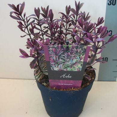 Hebe ‘Pink Passion’ 2L evergreen shrub.